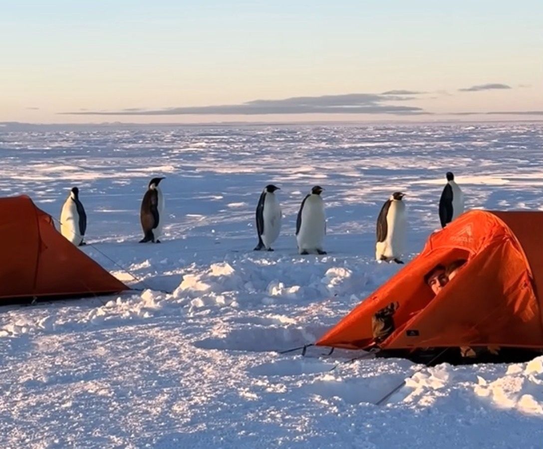 Pingwiny odwiedziły szkolących się pilotów. To była głośna pobudka