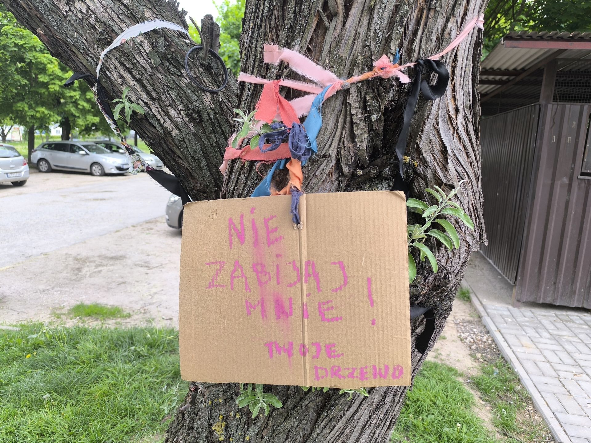 Wstążki na drzewach przeznaczonych do wycięcia