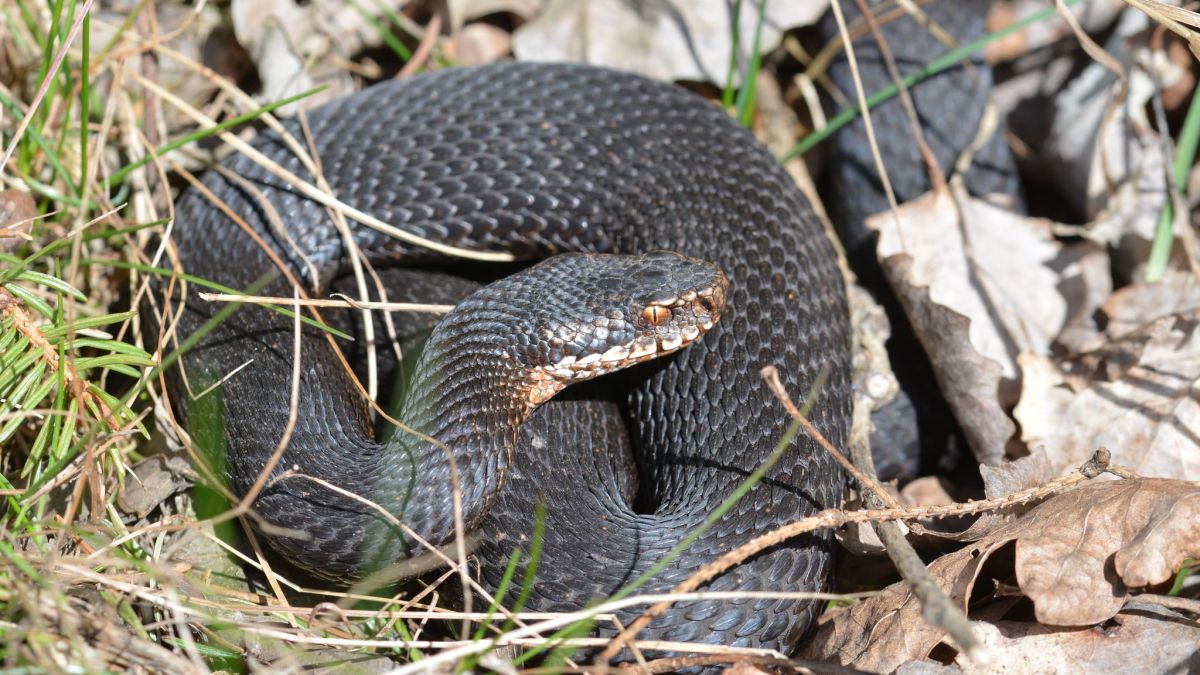 Leśnicy radzą, jak się zachować, by uniknąć ukąszenia