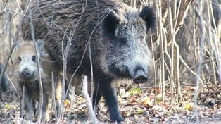 Białystok: Straż miejska przestrzega przed dzikami