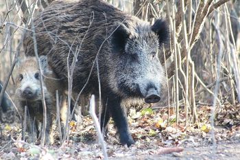 Białystok: Straż miejska przestrzega przed dzikami