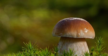 Mushroomizer - darmowa aplikacja do rozpoznawania grzybów
