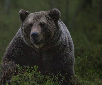Gmina wydała ostrzeżenie. Niedźwiedź wędruje przez wioski