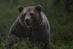 Gmina wydała ostrzeżenie. Niedźwiedź wędruje przez wioski