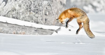 Nowy Firefox 64 dostępny z wygodnym zarządzaniem wieloma kartami