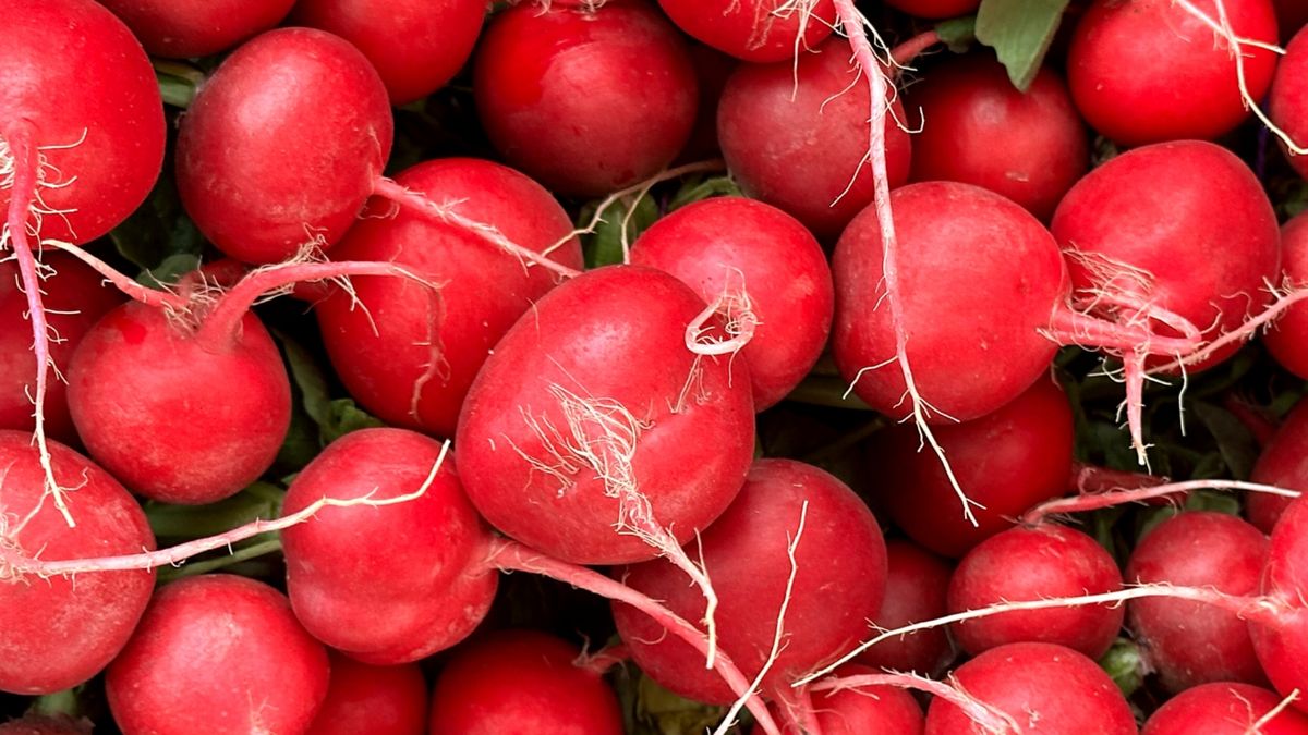 Rzodkiewki to niewielkie warzywa o dużej wartości odżywczej.