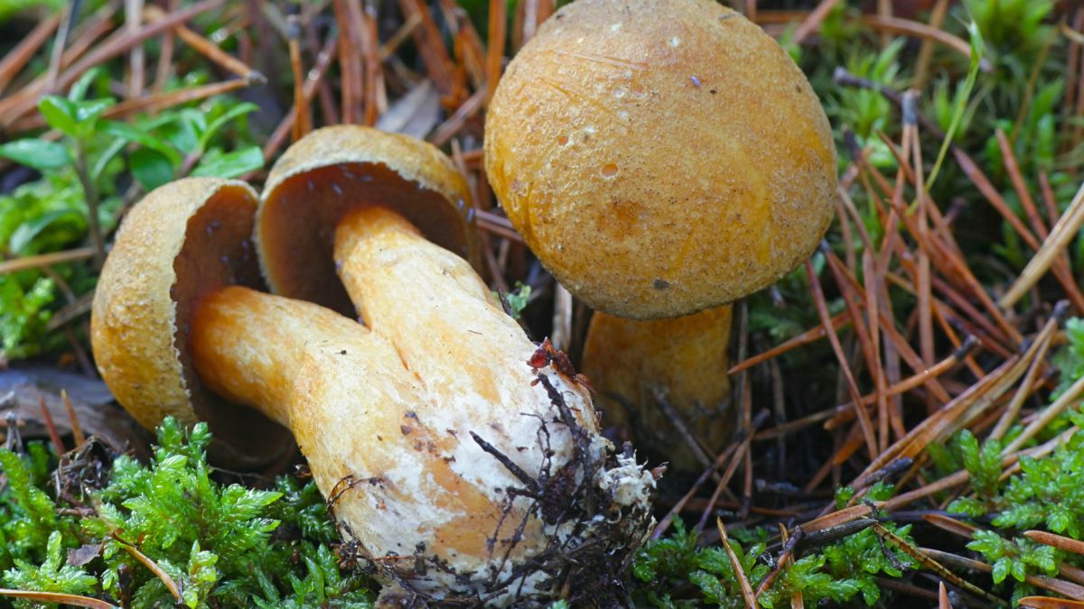 To niedoceniony skarb polskich lasów