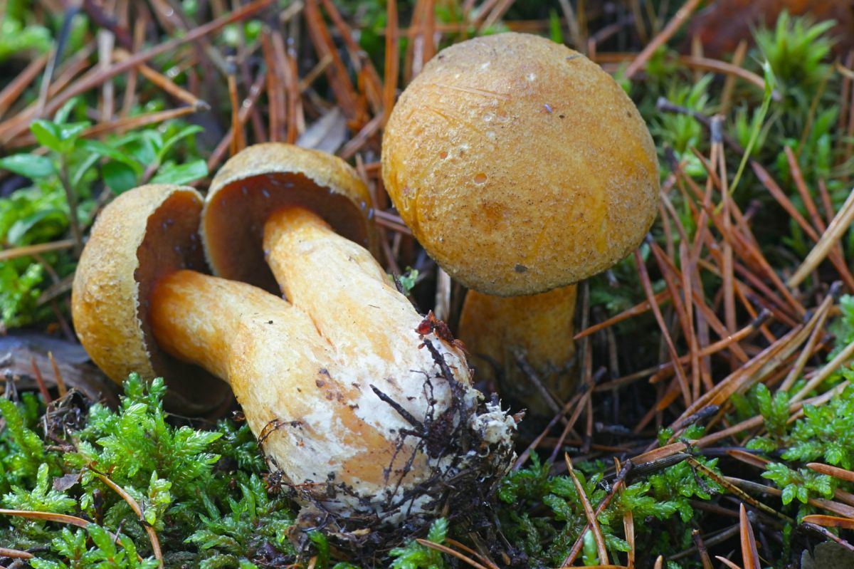 To niedoceniony skarb polskich lasów