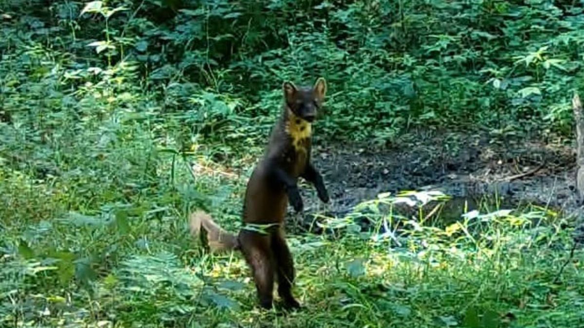 Fotograf przyłapał w polskim lesie Tumaka, do tego w takiej pozycji