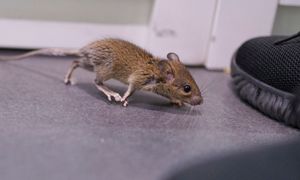 Znienawidzony zapach. Rozłóż w kątach, a myszy już się nie pojawią