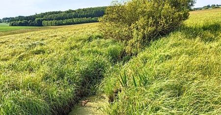 Groźne odkrycie na spacerze. Przechodził obok rowu i go zamurowało