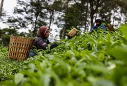 Skandal na Wyspach. Kenijscy zbieracze herbaty idą do sądu. Mówią o wyzysku