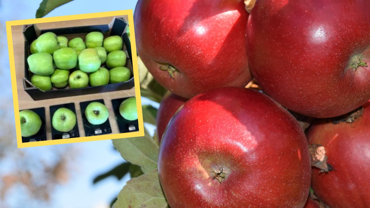 "Jabłka wielkości dłoni". W tym roku ważą nawet kilogram