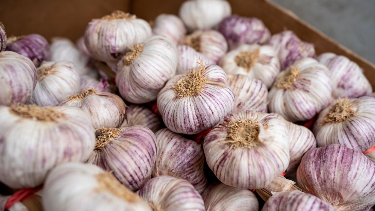 Czosnek kryje w sobie bogactwo smaku i wartości odżywczych