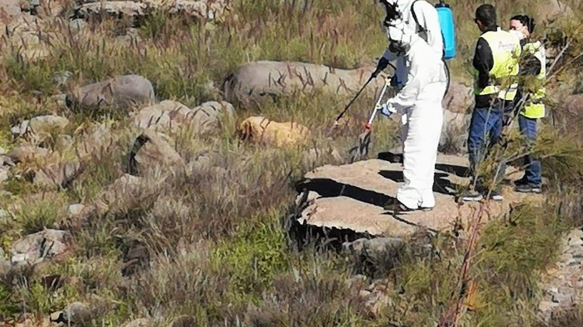 Turystka walczy o życie w szpitalu po ukąszeniu komara 