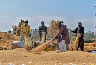 Bitwa o ryż. Wielki spór dyplomatyczny Indii i Pakistanu