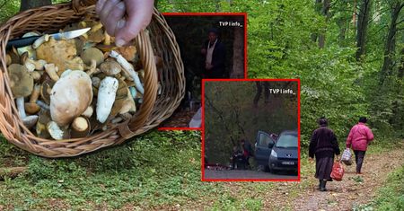 Rumuni przeczesują polskie lasy. Zbierają grzyby na eksport