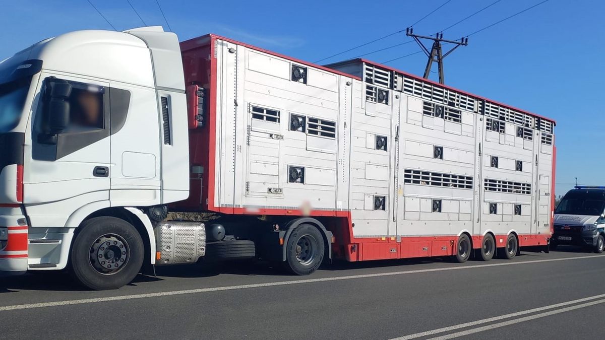 Transport bydła w podłych warunkach