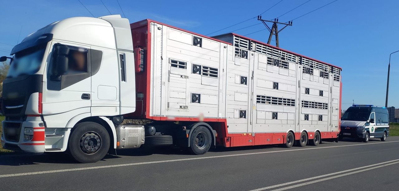 Transport bydła w podłych warunkach