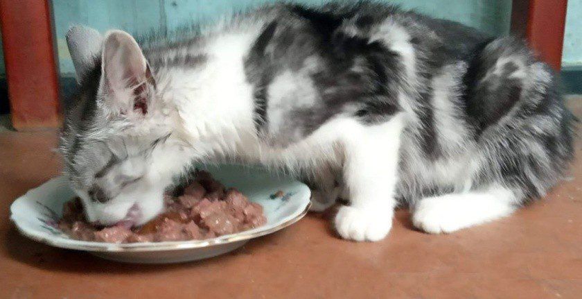 Jak prawidłowo karmić kota?