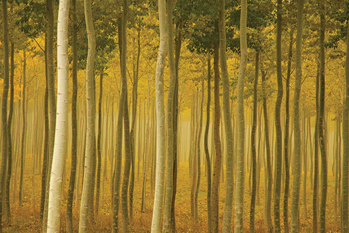 Przedstawiamy galerię zdjęć wyróżnionych w konkursie U.S.A. Landscape Photographer of the Year 2015 4