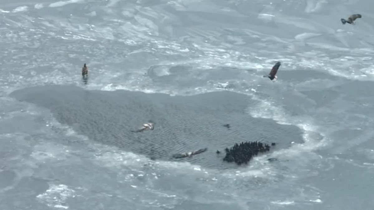 Bieliki atakujące łyski 