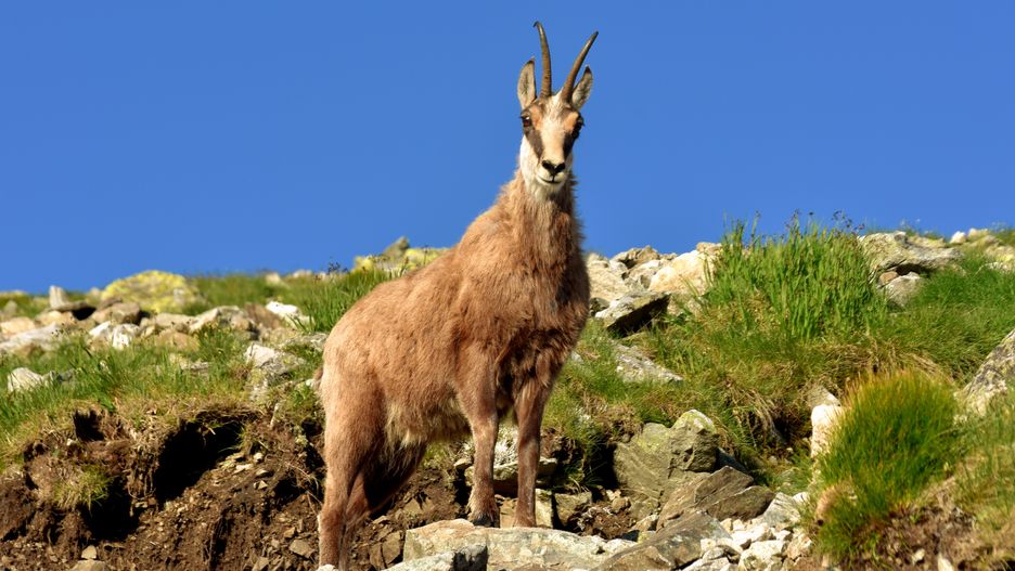Tatry. Liczenie kozic górskich przez przyrodników z Tatrzańskiego Parku Narodowego polskiej i słowackiej strony