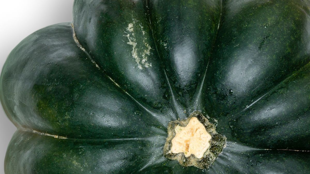 Dynia żołędziowa posiada właściwości wspierające prawidłową pracę układu pokarmowego