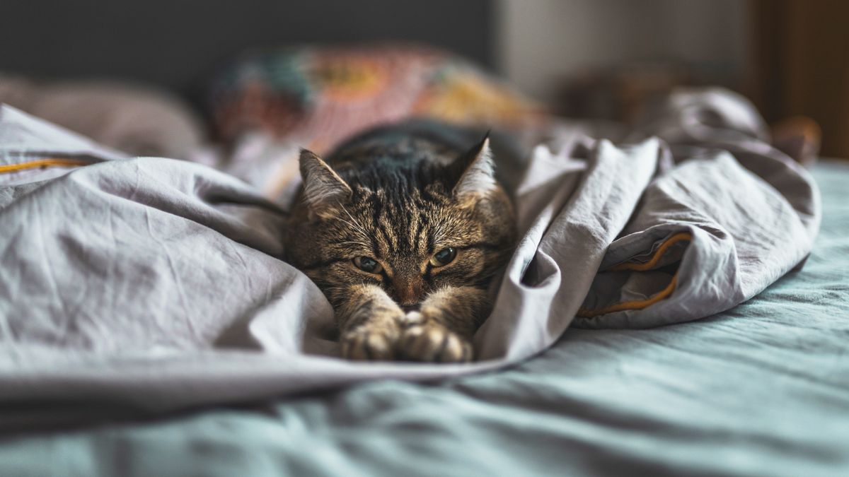 Co robią koty nocą?