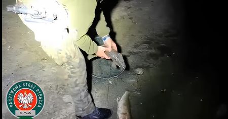 Kłusownik zatrzymany na gorącym uczynku