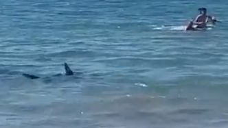 Na plaży w Hiszpanii pojawił się rekin. Nagranie trafiło do sieci (WIDEO)