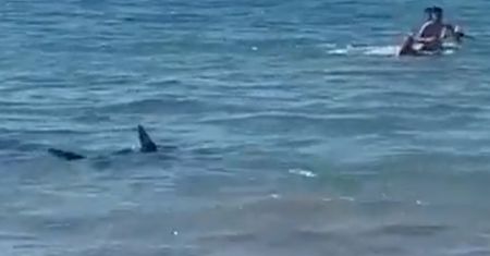 Na plaży w Hiszpanii pojawił się rekin. Nagranie trafiło do sieci (WIDEO)
