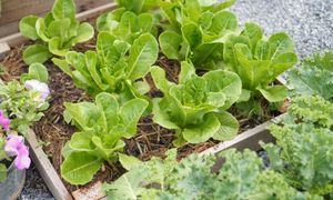 Kiedy siać sałatę do gruntu? Nie każdy zna tę zasadę