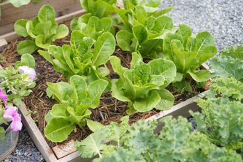 Kiedy siać sałatę do gruntu? Nie każdy zna tę zasadę