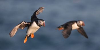 Orkany pustoszą wybrzeże. Tysiące martwych maskonurów