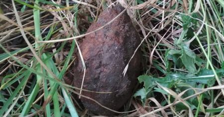 Niebezpieczne znalezisko w trakcie wykopków. To nie jest ziemniak