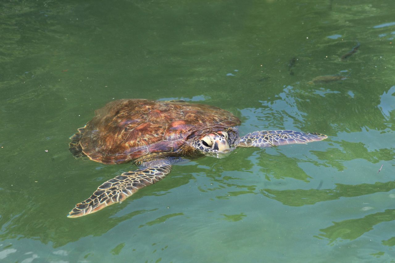 Tragic sea turtle meat poisoning in Zanzibar claims nine lives