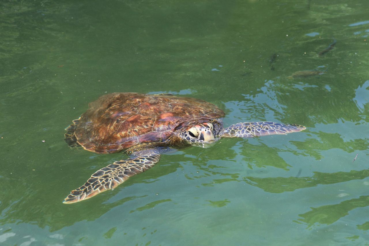 9 people died and 78 others were hospitalized due to sea turtle meat poisoning.