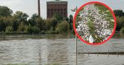 Woda się wycofała. Wstrząsający widok we Wrocławiu