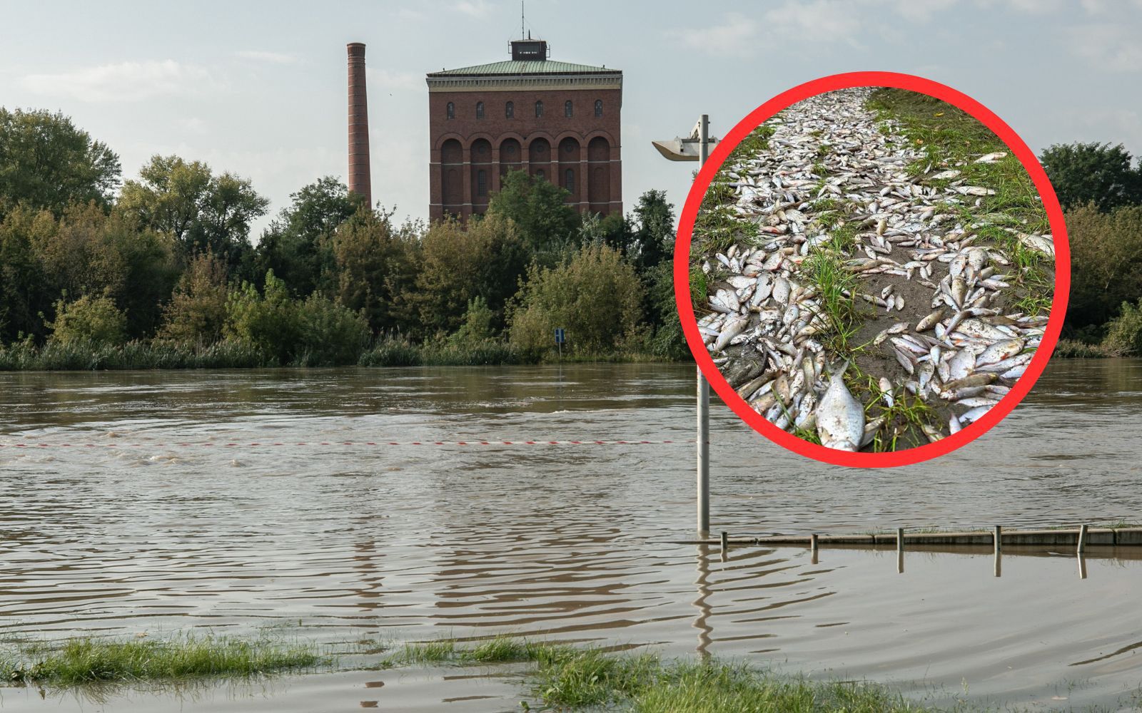 Woda się wycofała. Wstrząsający widok we Wrocławiu