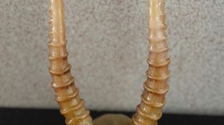 Białystok: Wystawił na sprzedaż poroże. Może grozić mu więzienie