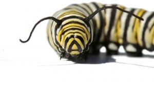 Przyroda bogata w kolory 1