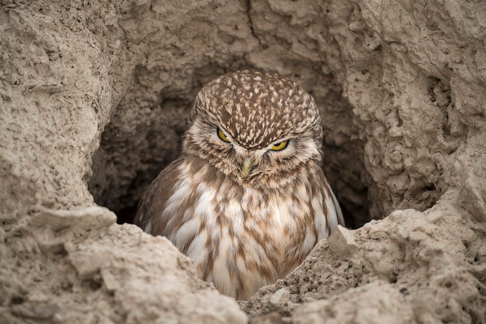 Vincent Munier wytropił i sfotografował niezwykle rzadkiego irbisa śnieżnego. Zobaczcie, jak powstały jego zdjęcia 13
