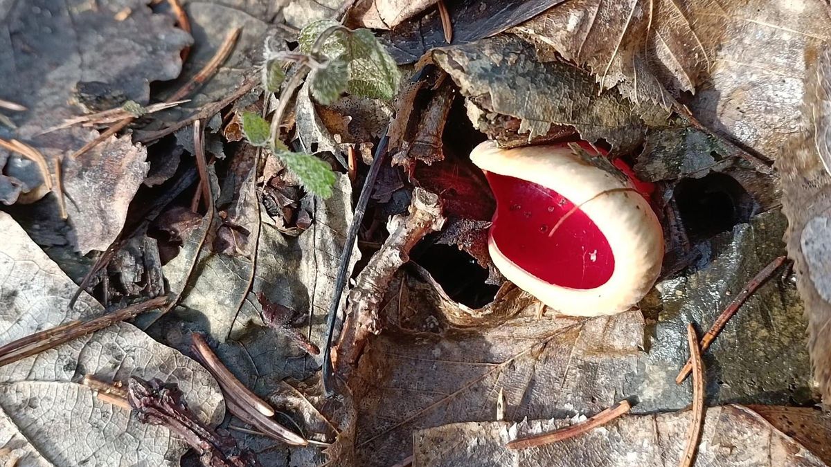 Lasy Państwowe pokazały zdjęcie