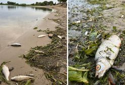 Tona śniętych ryb. Było ich pełno na plaży i przy brzegu