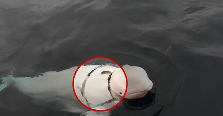 Szwedzi znaleźli białuchę z rosyjską kamerą. Może być szpiegiem