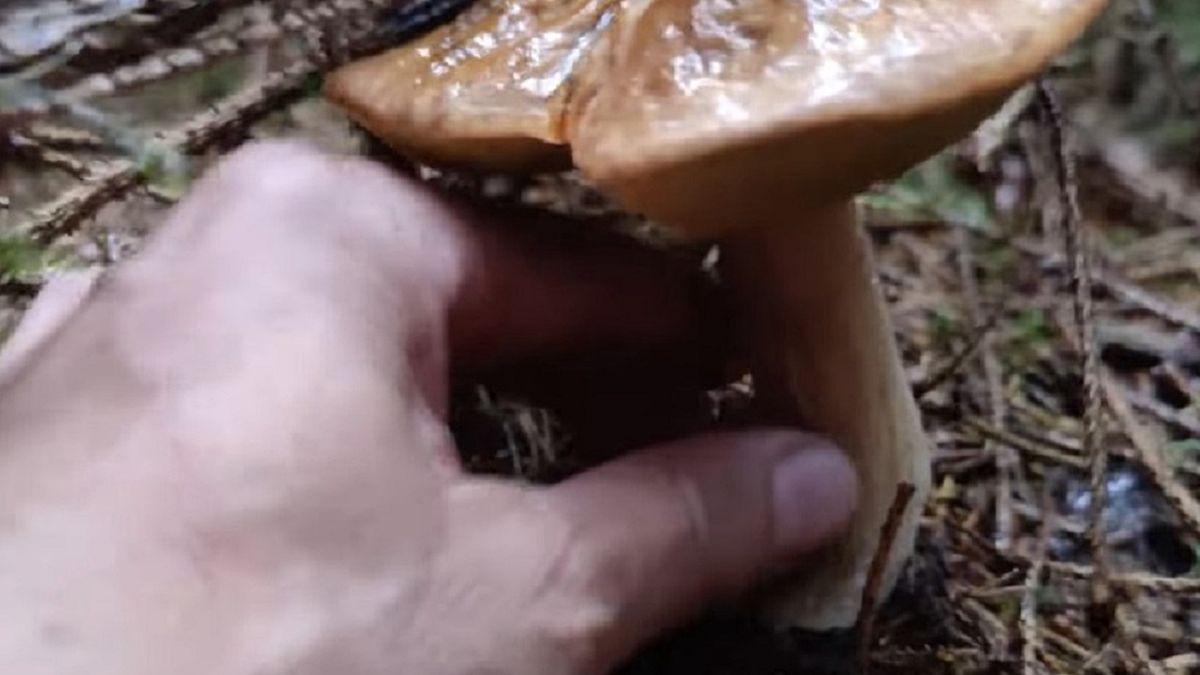 Poszedł na grzyby. Był rozczarowany. 