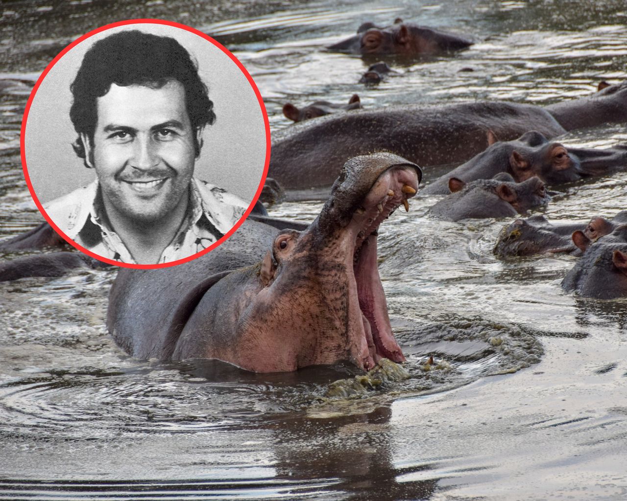 Escobar's posthumous headache. Colombia's growing hippo crisis may lead to mass relocation
