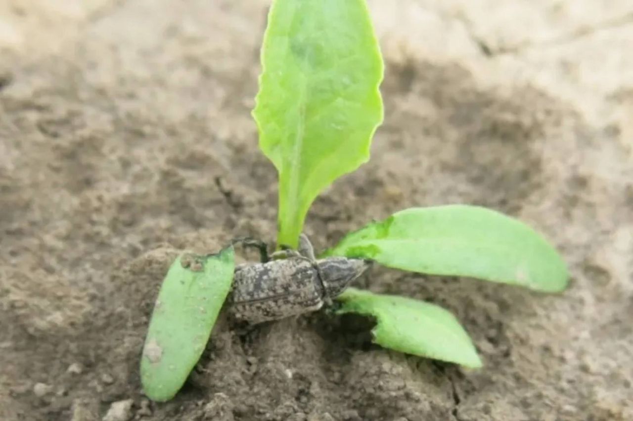Szarek komośnik atakuje. KGS wspiera plantatorów