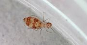 Rozmnażają się błyskawicznie. Reaguj, gdy zauważysz w domu